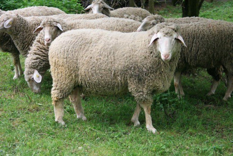 Policija uhapsila stado od 35 ovaca