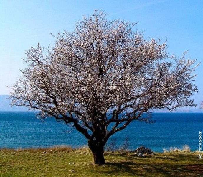 Zbog visokih temperatura na Hrvatskom primorju procvetale breskve i badem