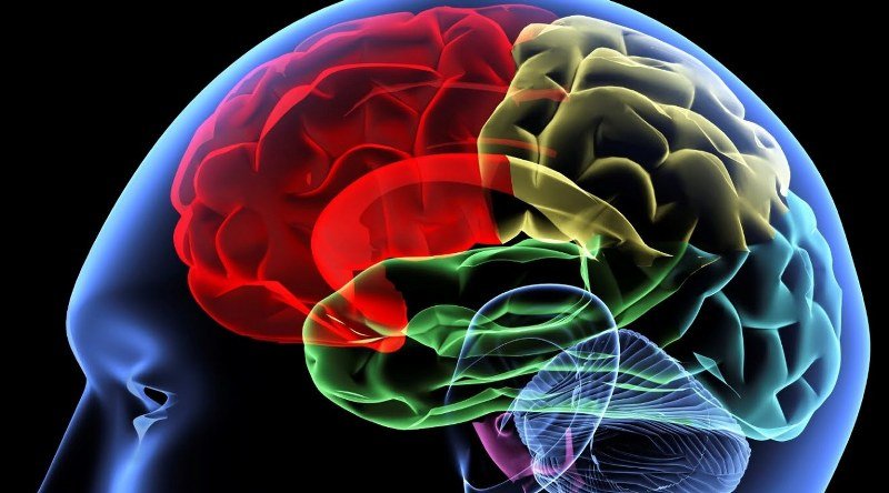 Da li zaista koristimo samo 10 odsto mozga?