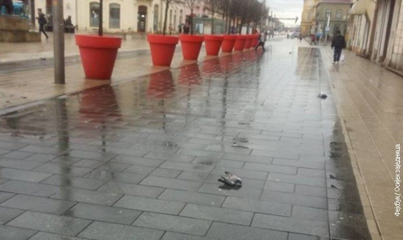 Panika zbog mrtvih golubova u Osijeku