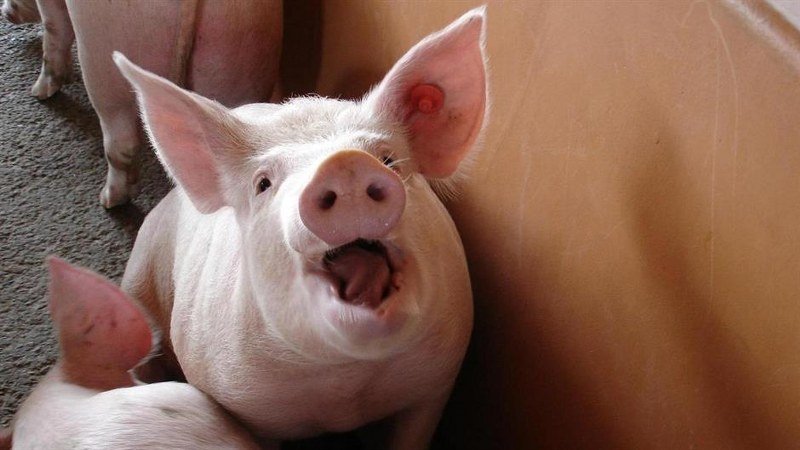Eurostat: U Danskoj duplo više svinja nego ljudi
