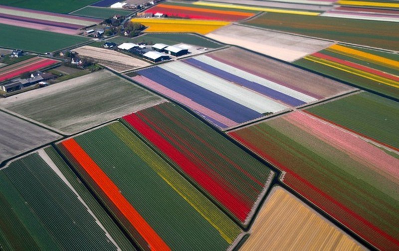 Raj za oči: Pogledajte kako izgledaju polja lala iz vazduha