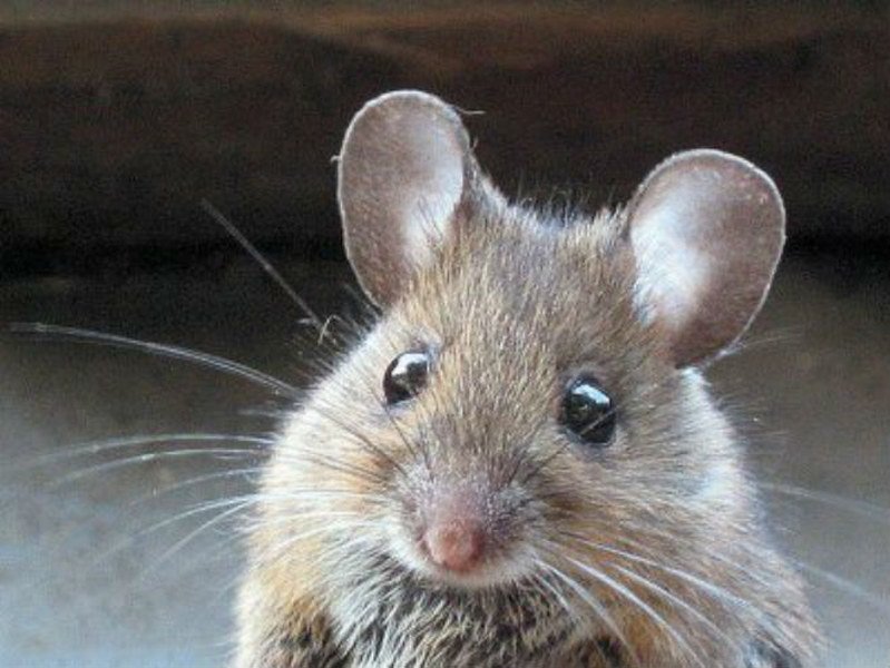 Miševi pojeli više od pola tone marihuane