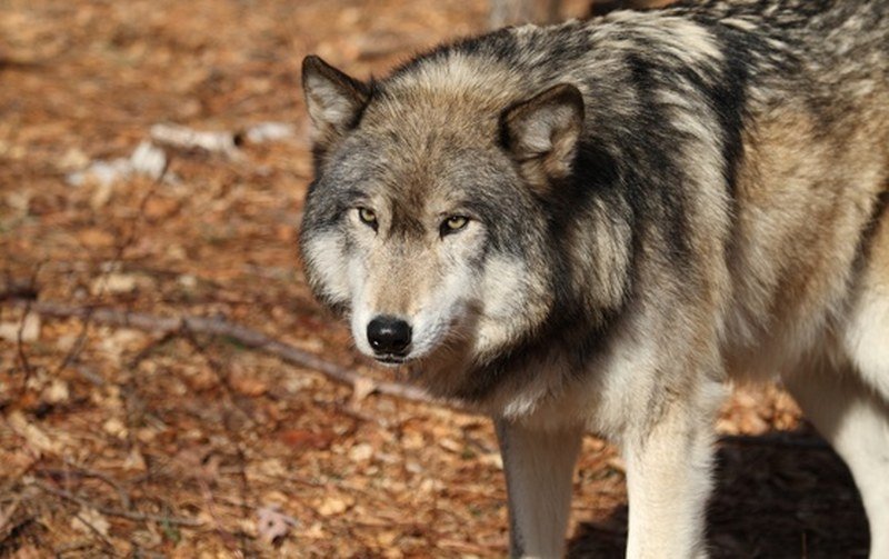 Čovjek ubio prvog vuka koji se pojavio u Danskoj poslije 200 godina (Video)