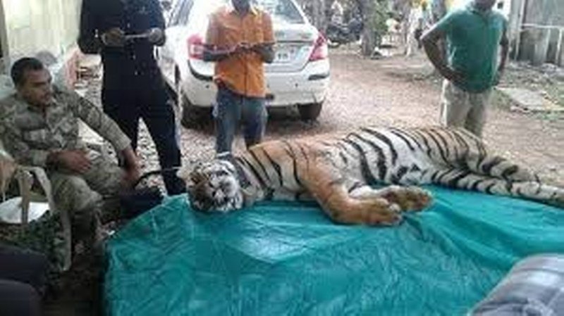 Ubijena tigrica koja je usmrtila 13 osoba 