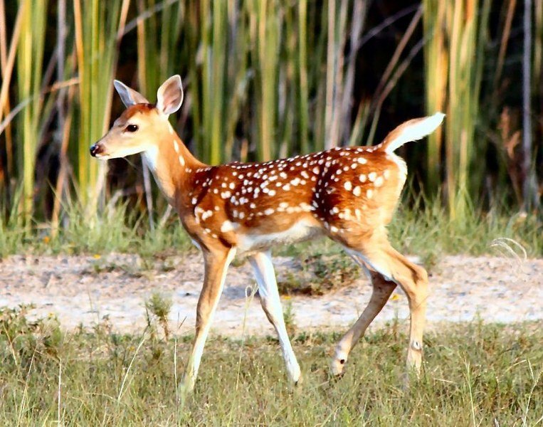Zbog ubijanja jelena osuđen da jednom mesečno gleda -Bambija-