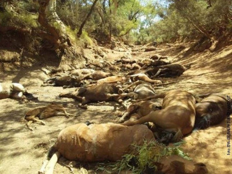 Ekstremne vrućine haraju Australijom, masovni pomor životinja