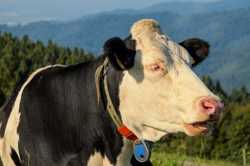  Novo istraživanje - U kravama se krije lijek protiv HIV-a