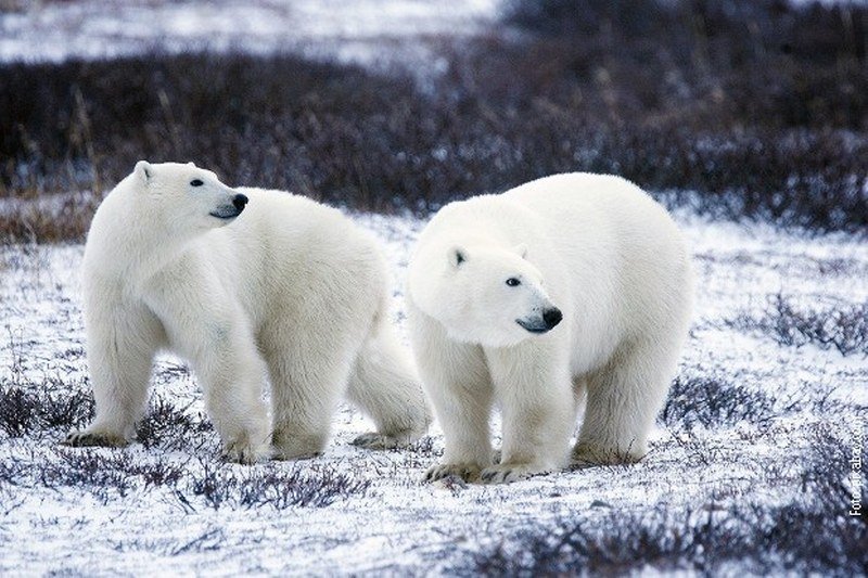 Invazija polarnih medveda u Rusiji - Uvedeno vanredno stanje