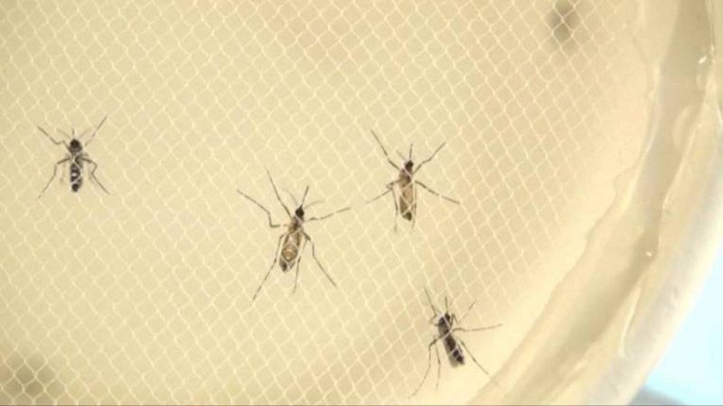 Haos - Najezda komaraca u Semberiji (Video)