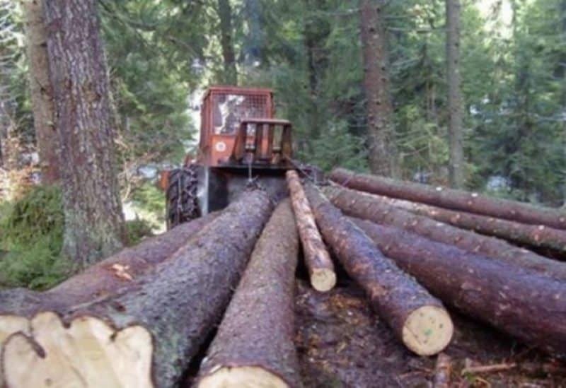 Državna šuma se krade nemilice - Šumu kradu radnici -Šuma Republike Srpske- kojom rukovodi kadar Pеtra Đokića
