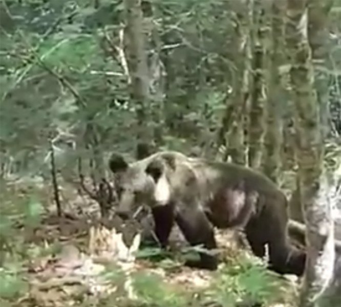 Medvjed otkinuo stopalo i dio potkoljenice Novi Tomiću kod Kotor Varoši