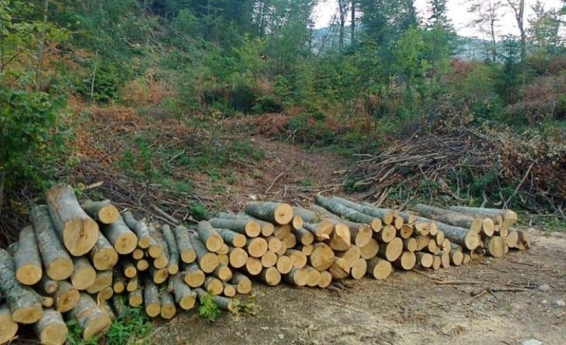 Akcija protiv krađe šume u Republici Srpskoj - Šumokradice ne posustaju i pored visokih kazni