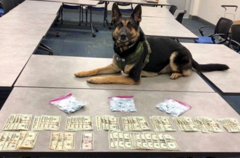 Policijski pas u Sloveniji otkrio 730 kilograma heroina vrijednog 87 miliona eura