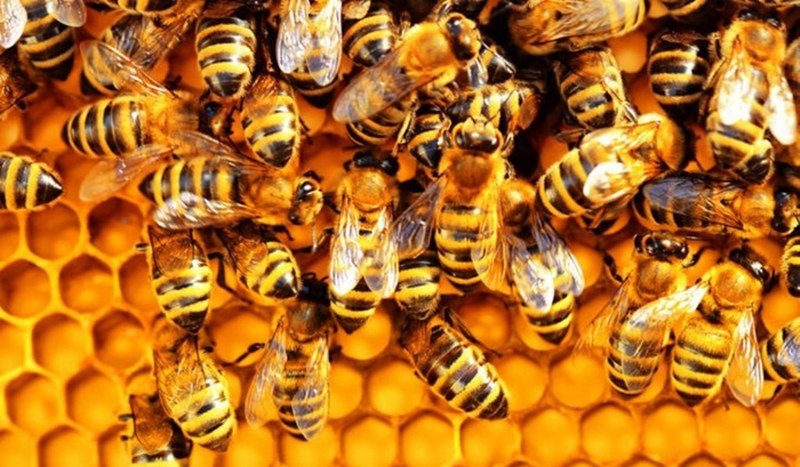 Beč – Evropska prijestonica pčela