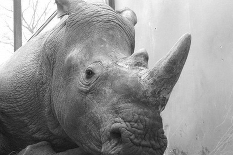 Lovokradice ubile nosoroga u pariškom zoo vrtu