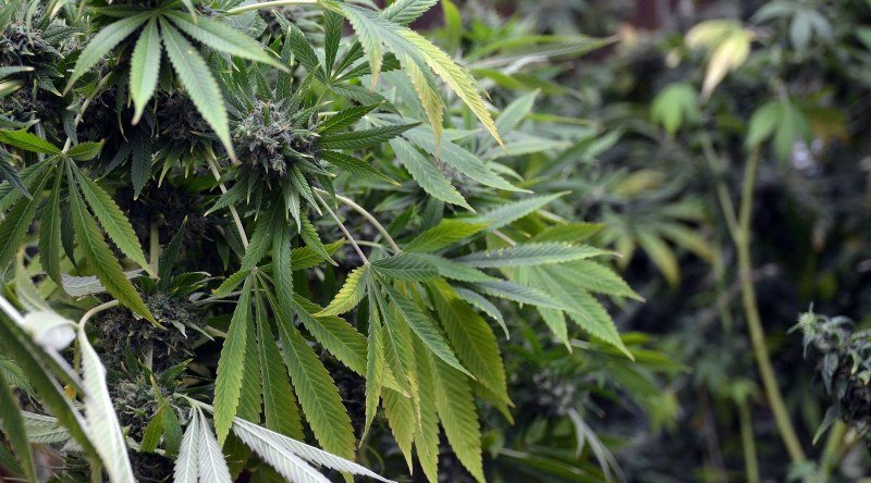 Crnogorac i šestoro Srba uhapšeni u Češkoj zbog marihuane