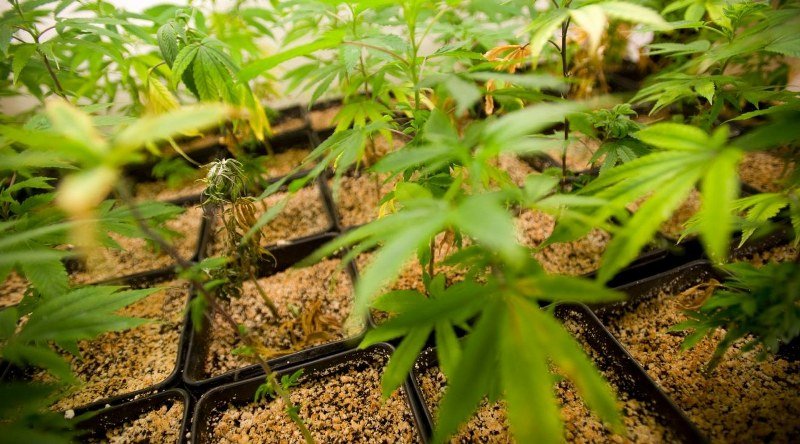 Kuće pune marihuane: Pala srpsko-češka banda