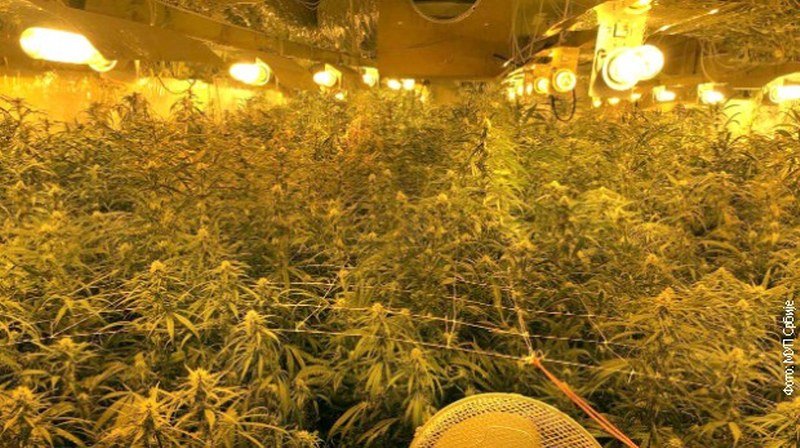 Hapšenje srpskih državljana u Frankfurtu zbog droge