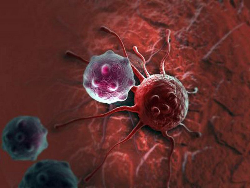 Neutrofili donatora ubijaju rak za samo 24 časa