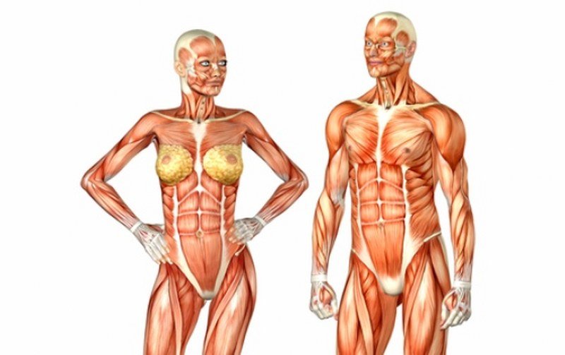 Sedam dijelova ljudskog tijela koji će evolucijom uskoro nestati   