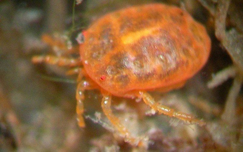 Nova endemična vrsta otkrivena u Crnoj Gori