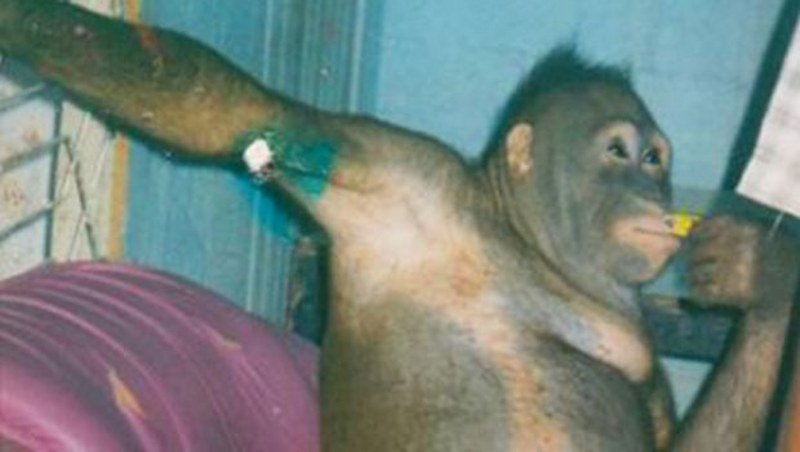 Orangutan Poni bila seks robinja: Šminkali su je i dresirali -da zadovolji- a onda silovali (Foto)