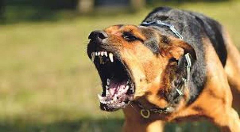 Pale - Starija žena stradala zbog ujeda psa