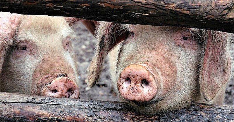 Ženu u Rusiji napale svinje koje je hranila: Pojele joj lice, uši i ramena (Video)