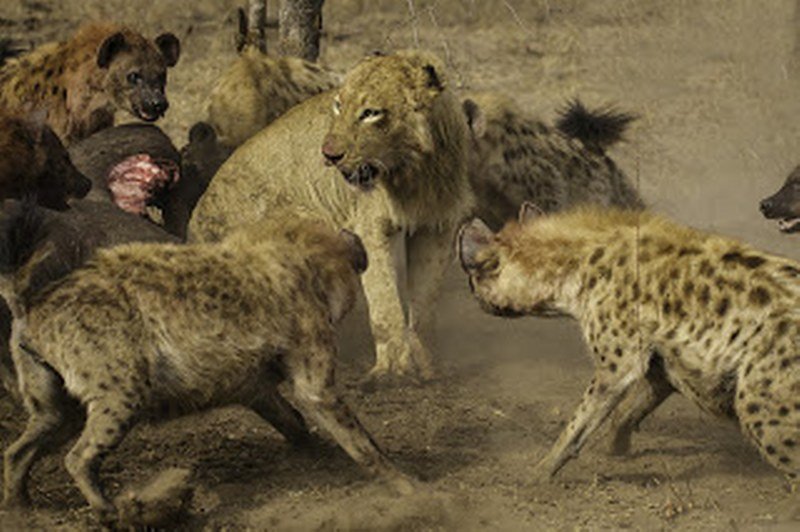 Pisamce Prokletnicima Zeljkoviću, Kusturiću, Lukendiću i ostalim Onanima šeranićima