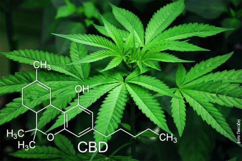 Utvrđena veza između marihuane i psihoze - A, legalizuju je u medicinske svrhe u većini evropskih zemalja