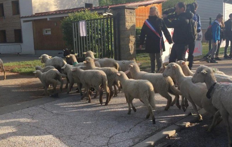 U nedostatku đaka u školu upisuju ovce, ali stvarno