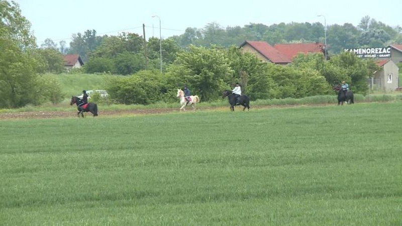 Konjičke trke na poljima Semberije (Video)