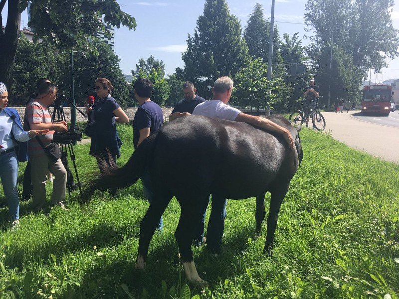 Sarajevo - Prekršajni nalog za neadekvatan prevoz konja Milana do OHR -a