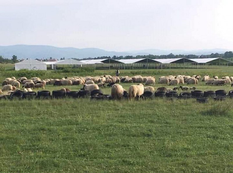 Stado ovaca u ispaši kod Dodikove mobilne bolnice od 4,5 miliona KM