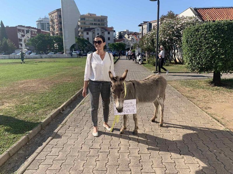 Urednica TV Budve dovela magarca ispred zgrade Opštine i poručila: Ovaj, za razliku od mnogih, ima obraza 