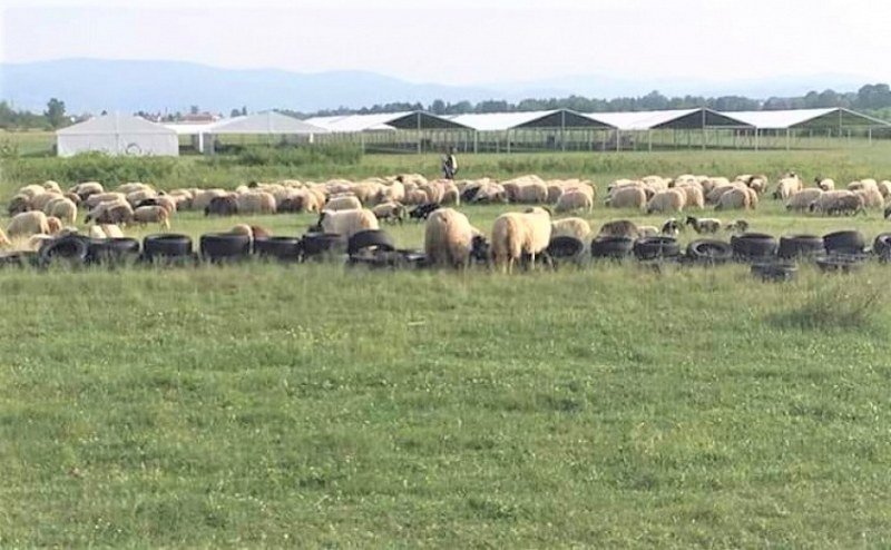 Pogledajte film -Pandemija kriminala- Pljačkali pod krinkom da štite zdravlje naroda (Video) 