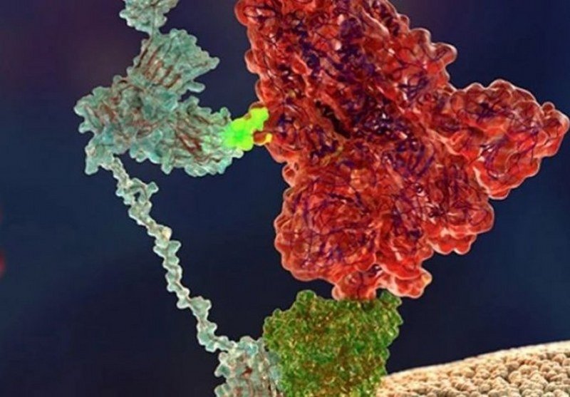 Istraživači otkrili drugi -ključ- koji čini novi koronavirus toliko zaraznim