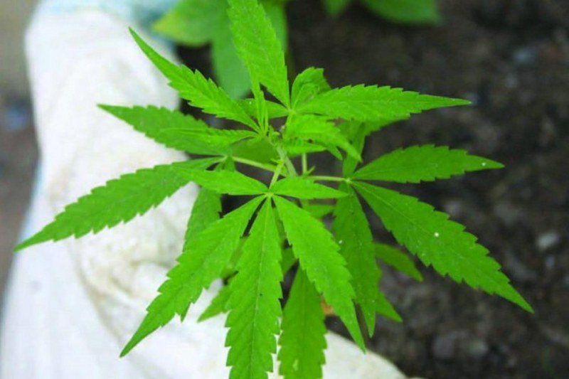 Konoplju u RS mogu uzgajati svi osim osuđenih zbog droge