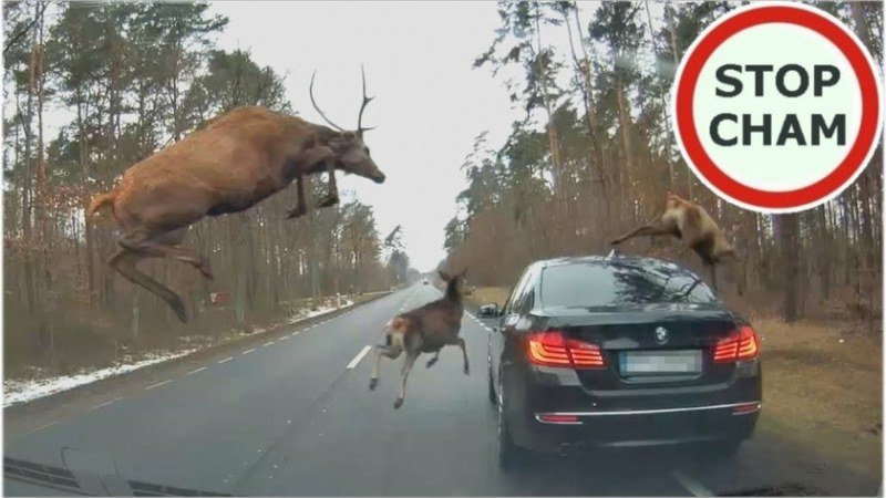 Kada krdo jelena iznenada iskoči na put (Video)
