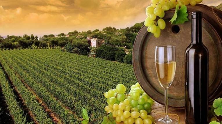 Opada proizvodnja vina širom svijeta 