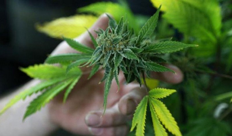 Uzgajao indijsku konoplju u saksijama