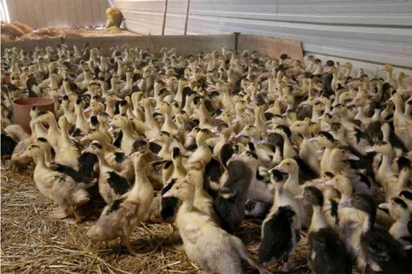Francuzi ubijaju 800.000 komada peradi zbog epidemije ptičje gripe