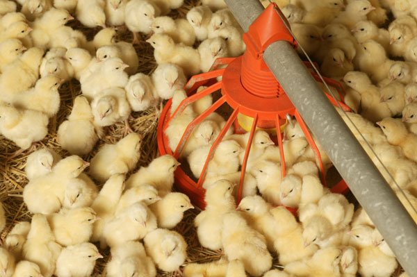 Povećanje brojlera u Srpskoj