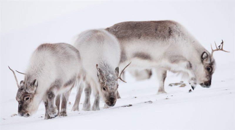Irvasi se smanjuju zbog klimatskih promjena