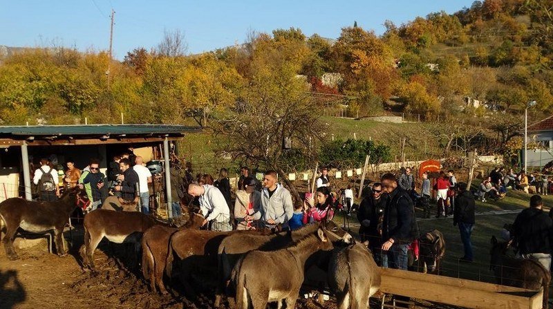 Crna Gora : Novogodišnji bal sa magarcima