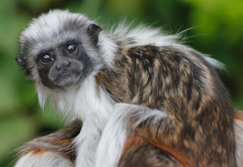 Majmun izazvao sukob u kojem je ubijeno dvadeset osoba