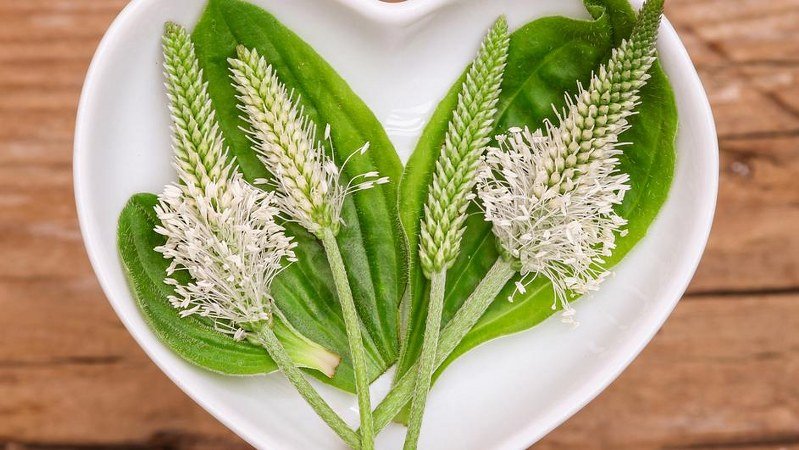 Prirodni antibiotik: Bokvica čisti krv, bubrege i slaba pluća