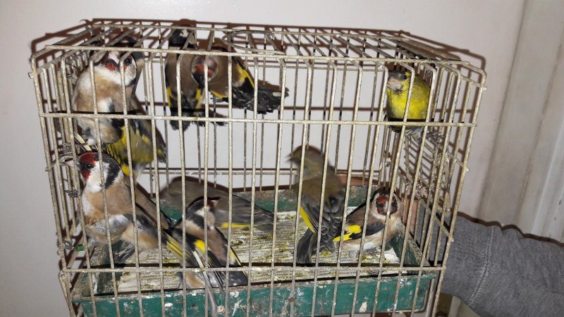 Na beogradskoj Kalenić pijaci pronađeno jato krivolovljenih divljih ptica