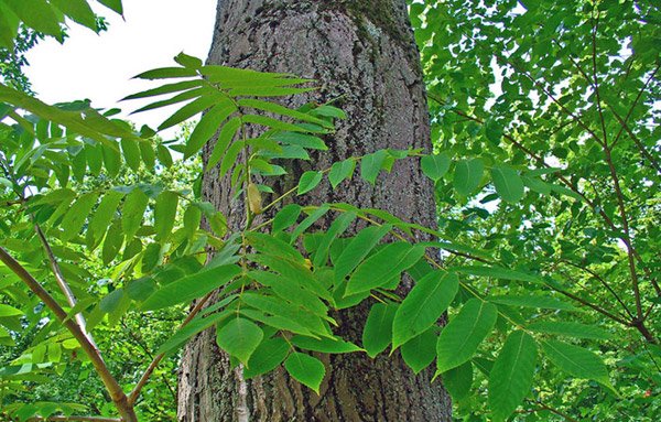 Hrvatska: „Srmdljivo stablo“ sve više raspostranjeno na splitskom područiju